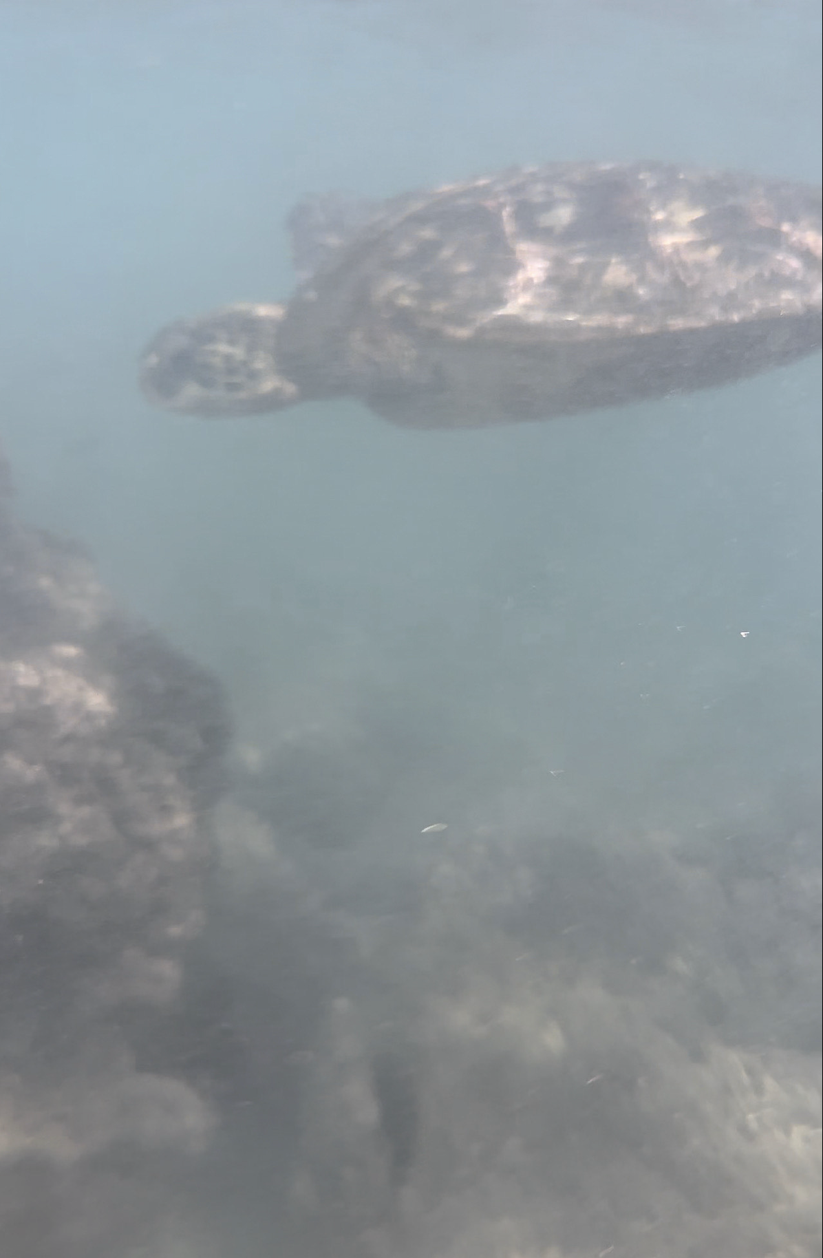 What's Included at Aulani - Plus a Hidden Gem Next Door! Turtles